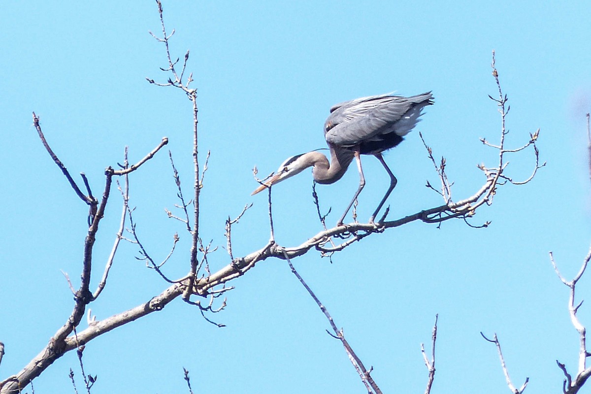 Чапля північна - ML637808621
