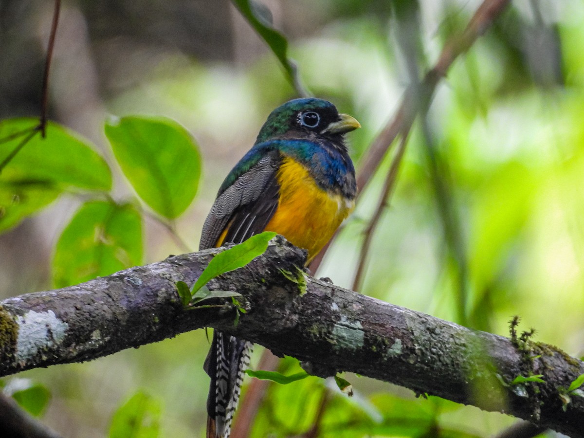 Northern Black-throated Trogon - ML637808625