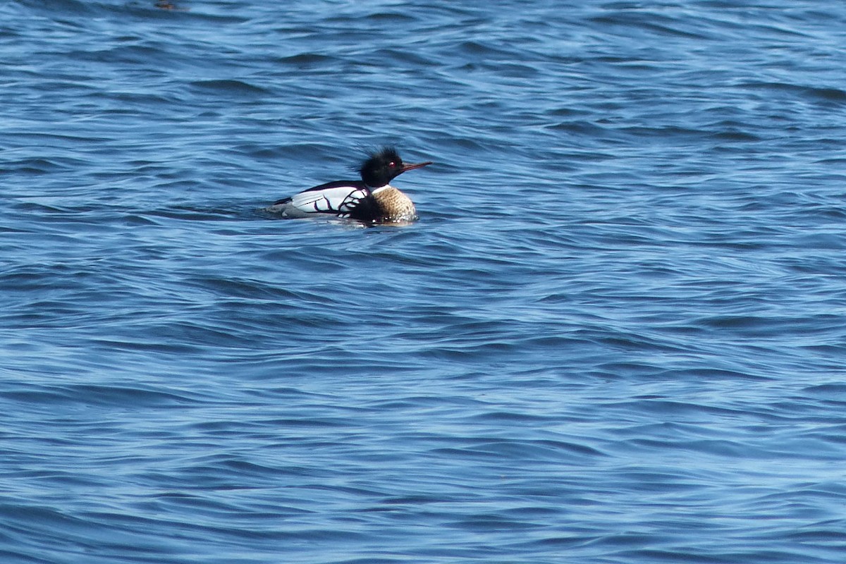 Крех середній - ML637808641