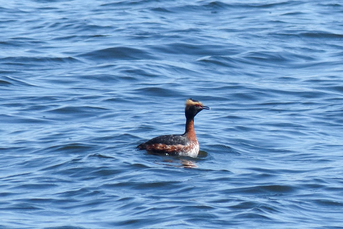 Пірникоза червоношия - ML637808644