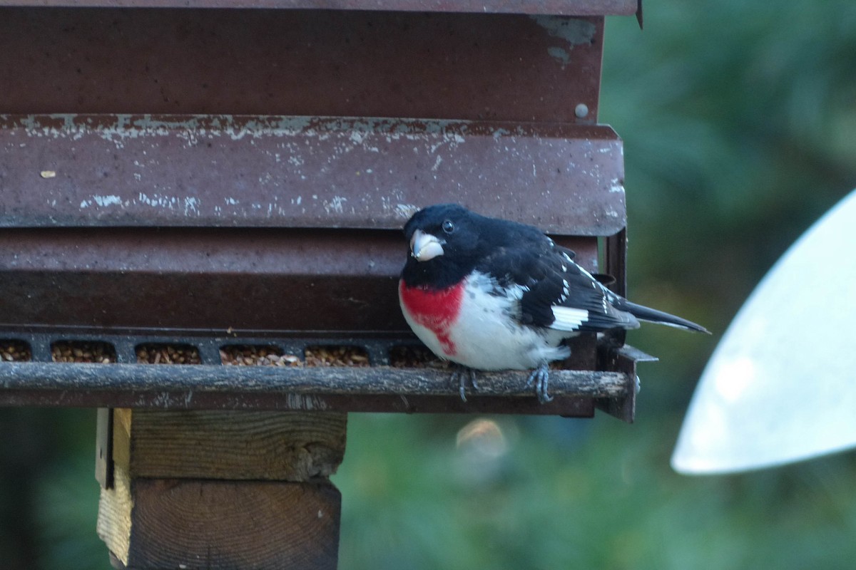 Кардинал-довбоніс червоноволий - ML637808690