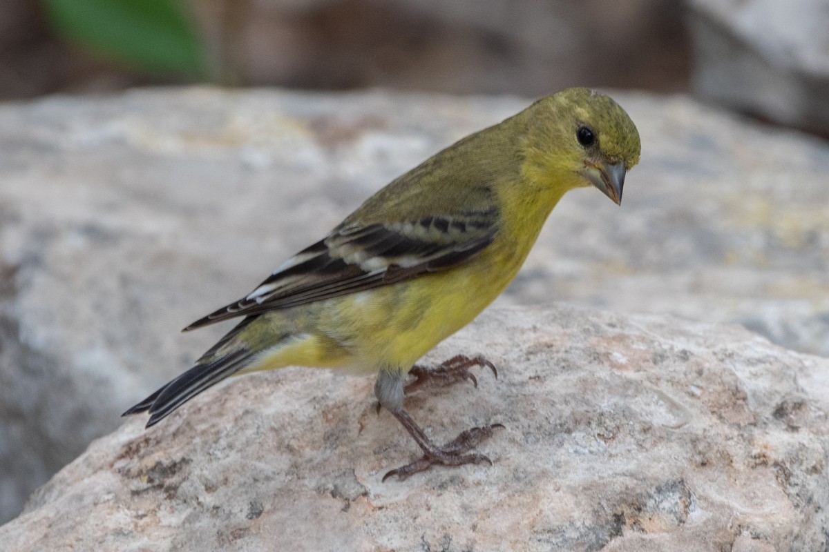 Lesser Goldfinch - ML637808717