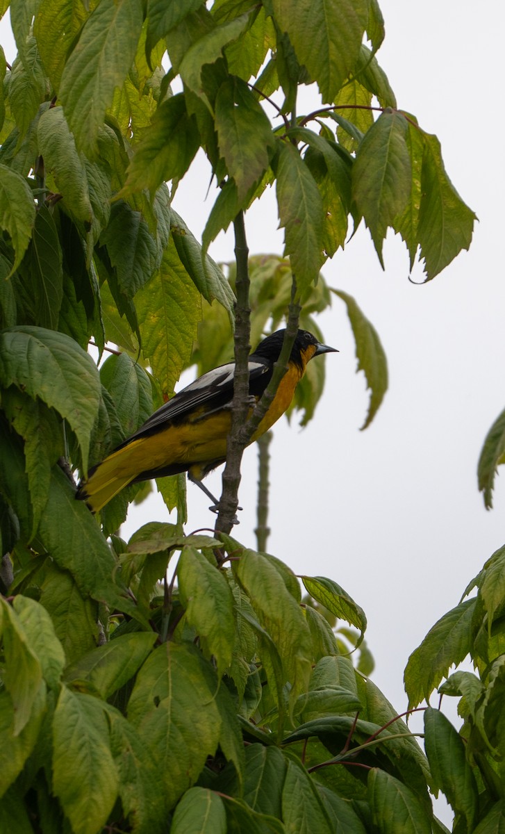 Black-backed Oriole - ML637808720