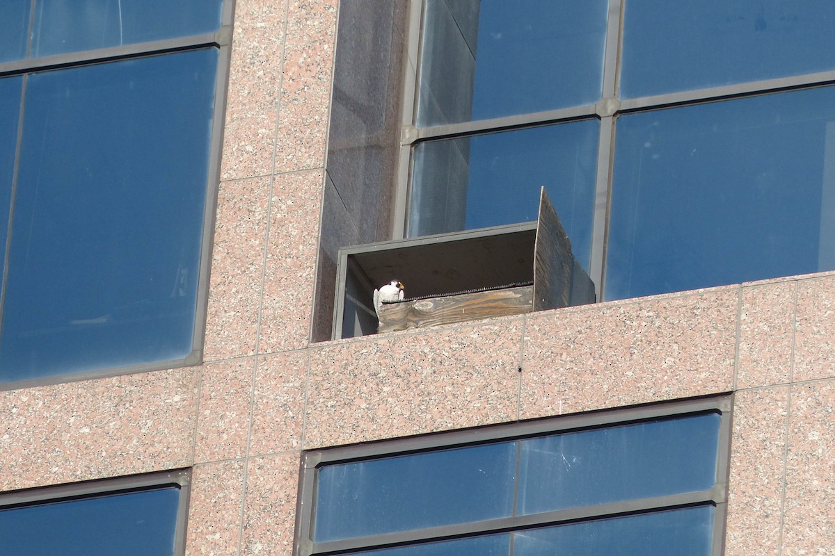 Сапсан - ML637808728