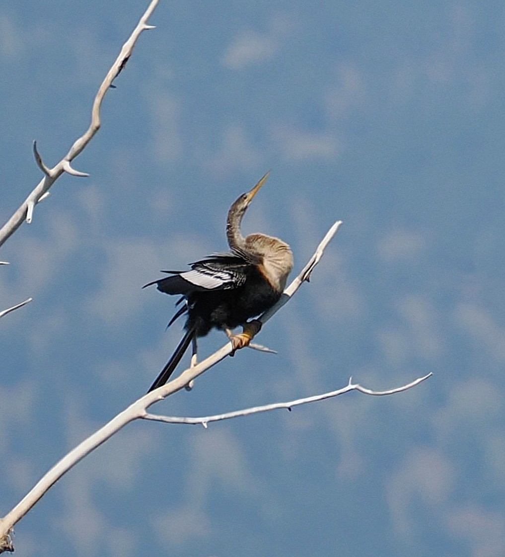 Anhinga - ML637808763