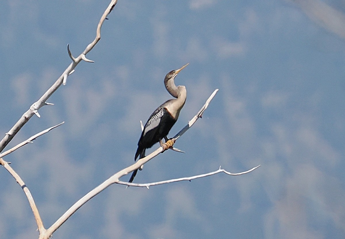 Anhinga - ML637808766