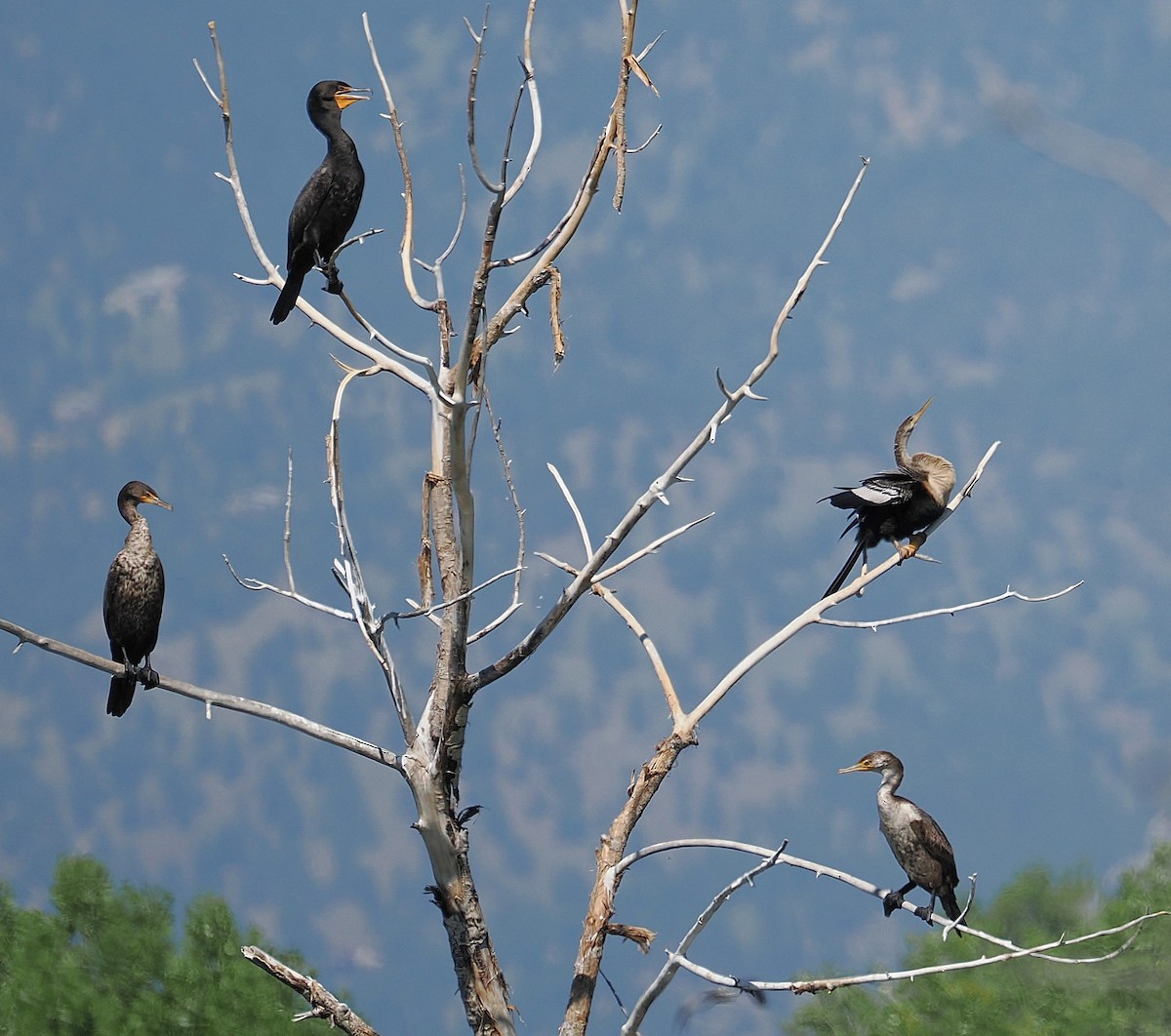 Anhinga - ML637808779