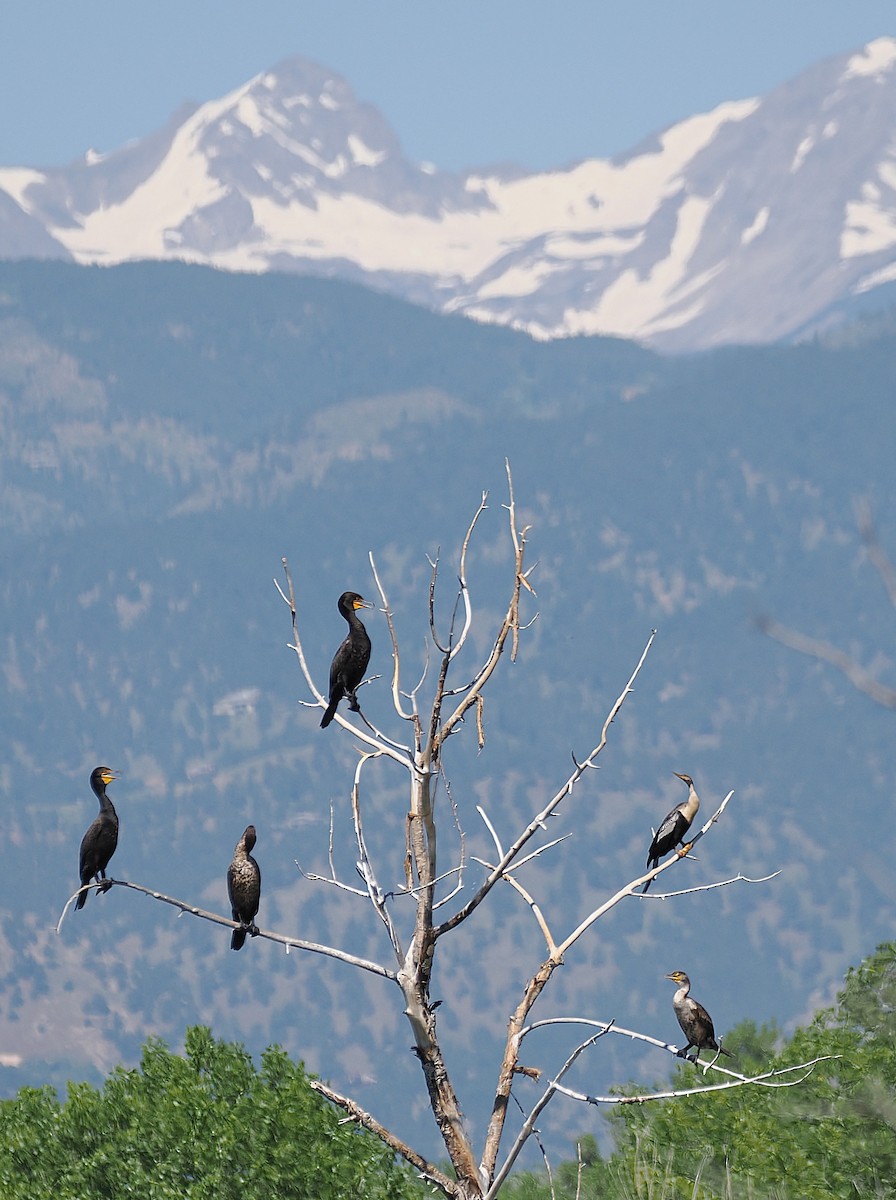 Anhinga - ML637808787