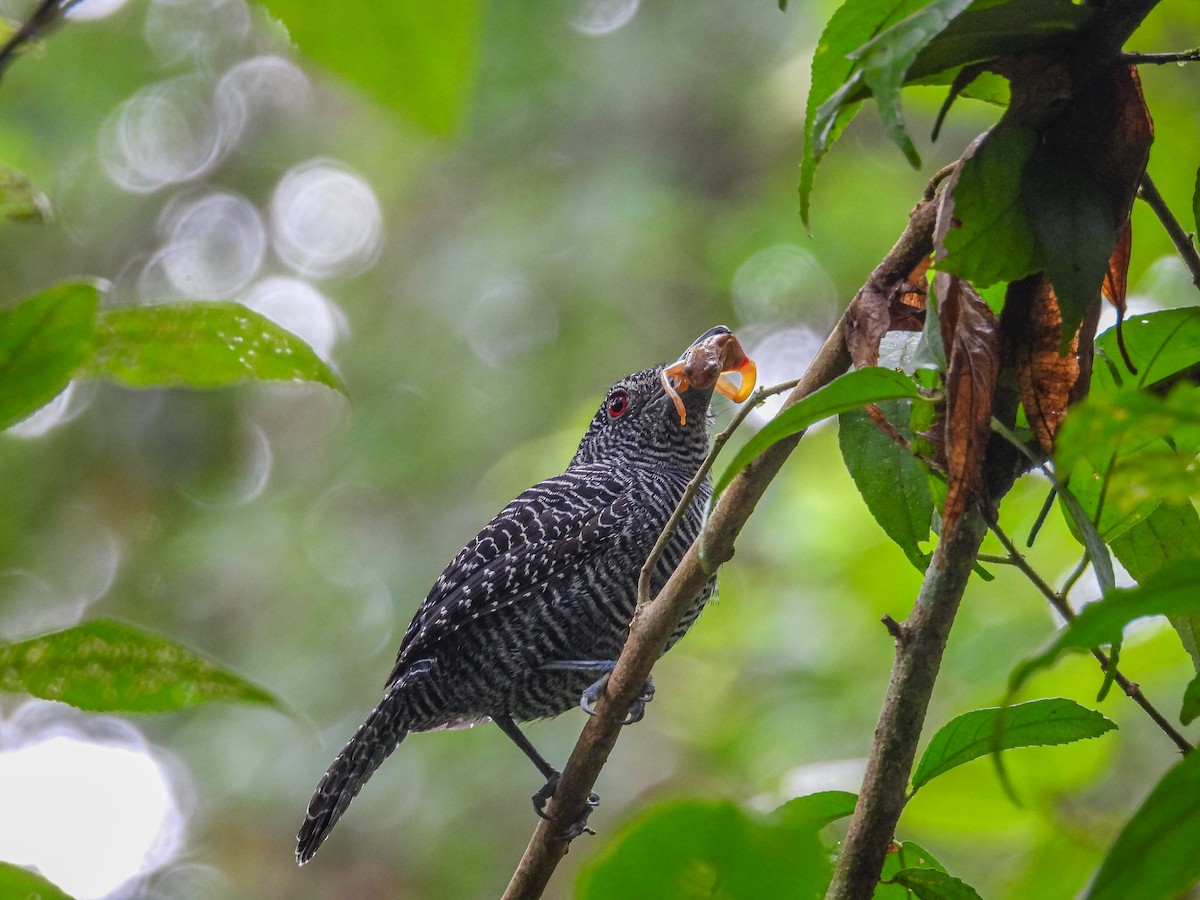 Fasciated Antshrike - ML637808871