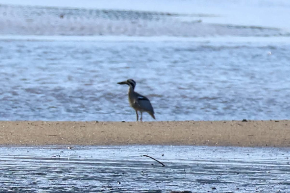 Beach Thick-knee - ML637808907