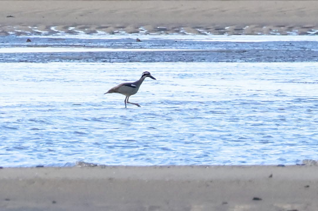 Beach Thick-knee - ML637808908