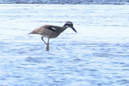 Beach Thick-knee - ML637808909