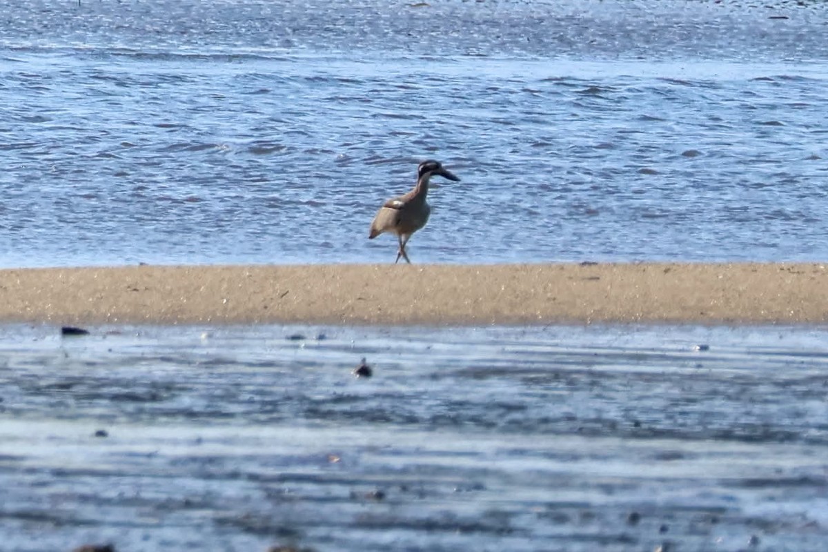 Beach Thick-knee - ML637808910