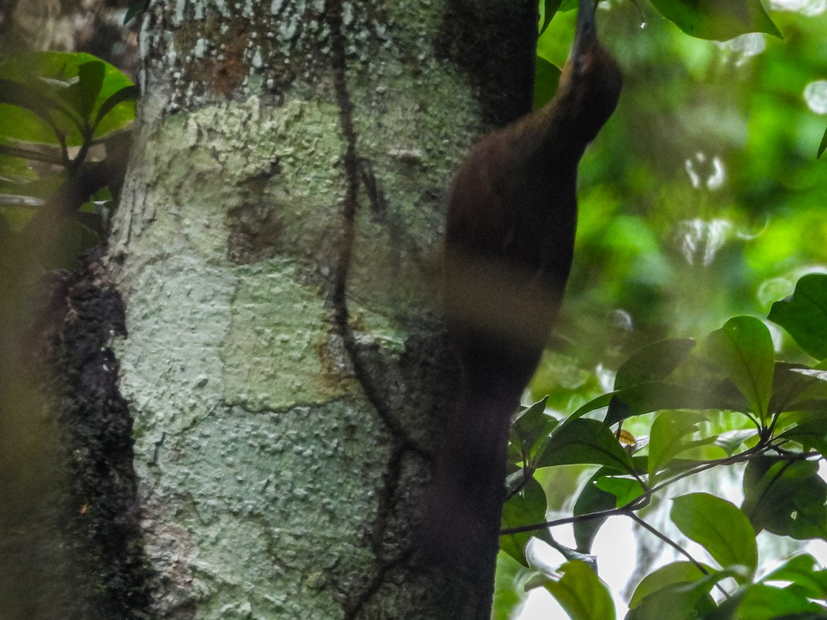 Northern Barred-Woodcreeper - ML637808953