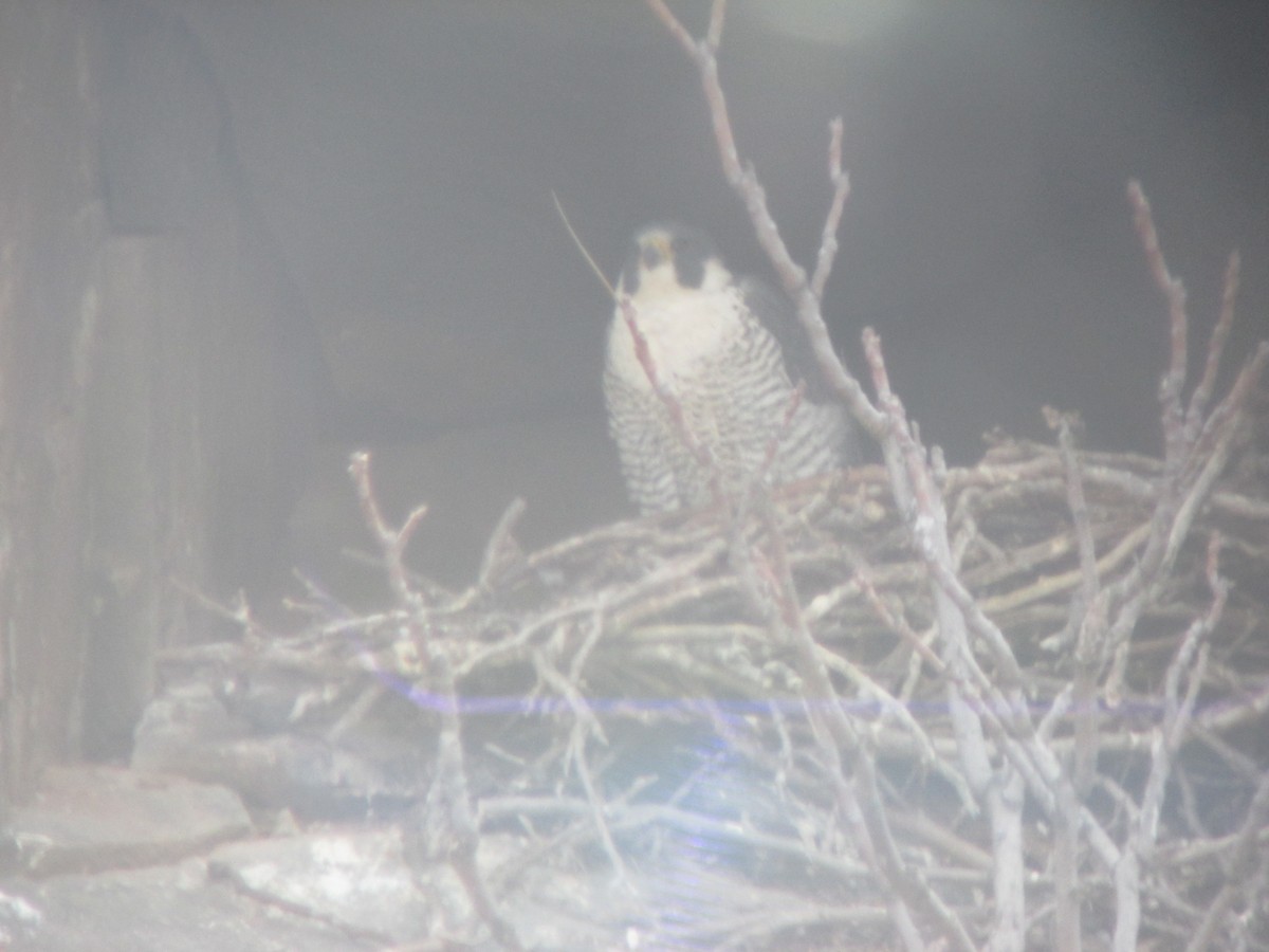 Peregrine Falcon - ML637809017