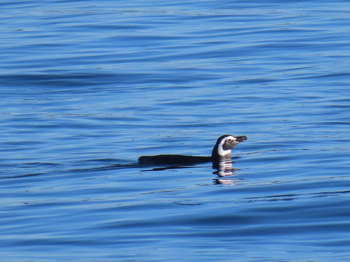 Magellanpinguin - ML637809073