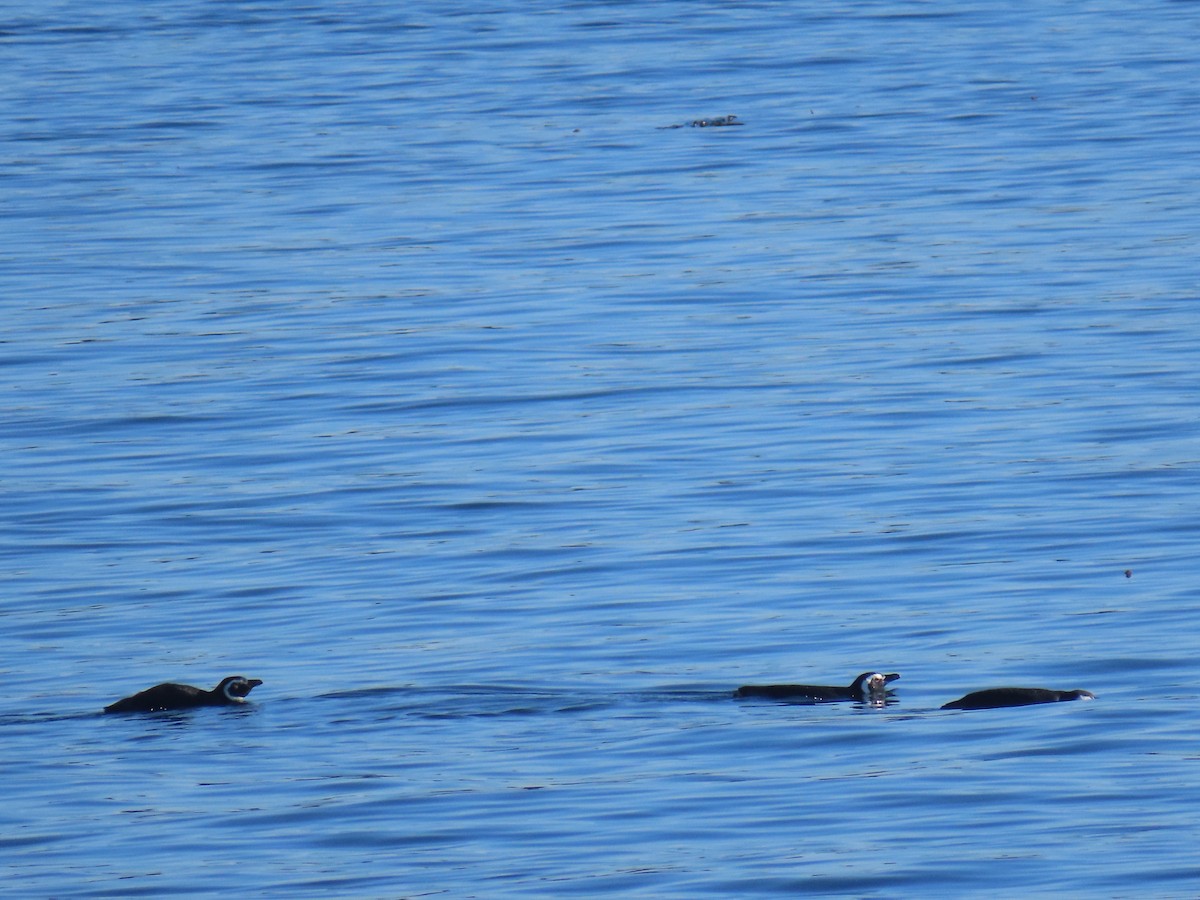Magellanpinguin - ML637809074