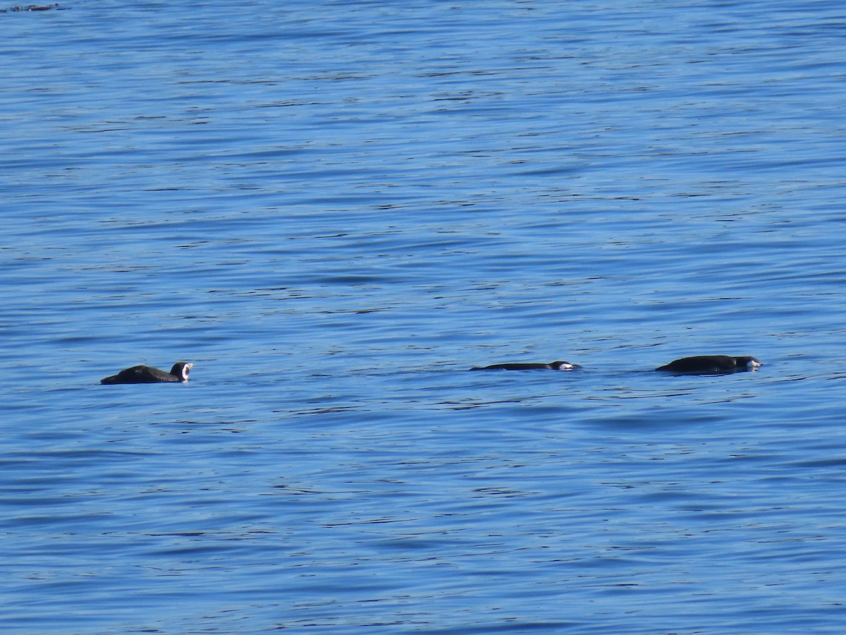 Magellanpinguin - ML637809075