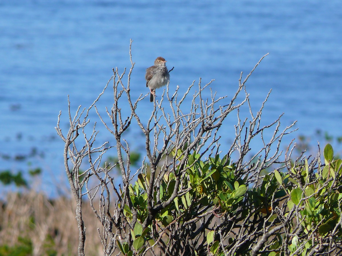 Piping Cisticola - ML637809096