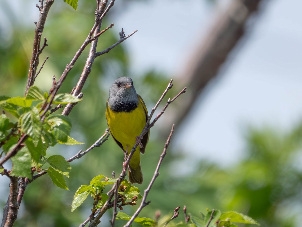 Mourning Warbler - ML637809101