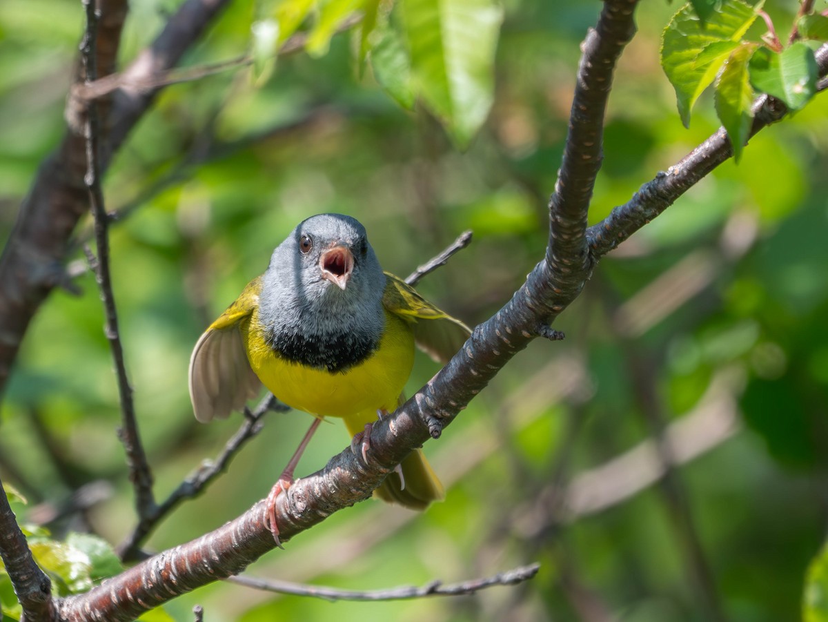 Mourning Warbler - ML637809103