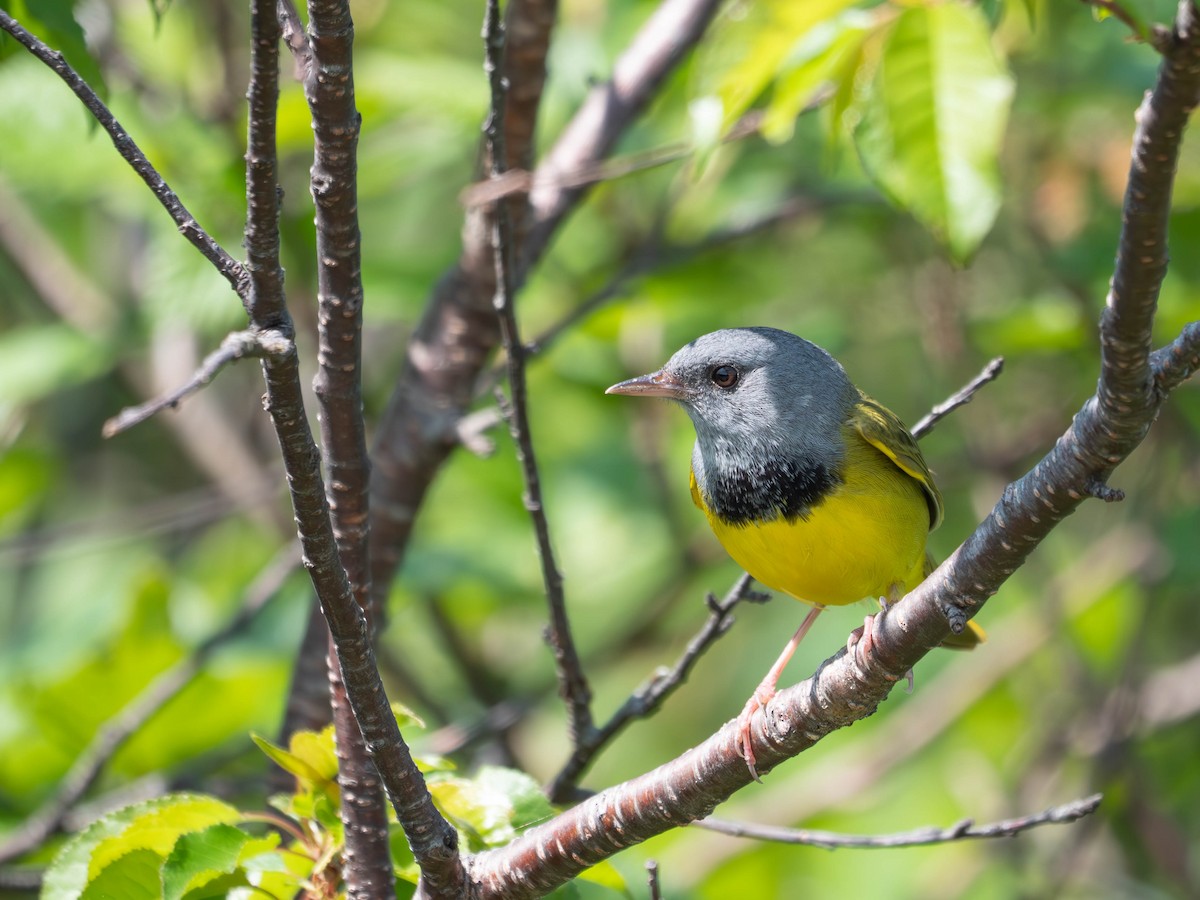 Mourning Warbler - ML637809104