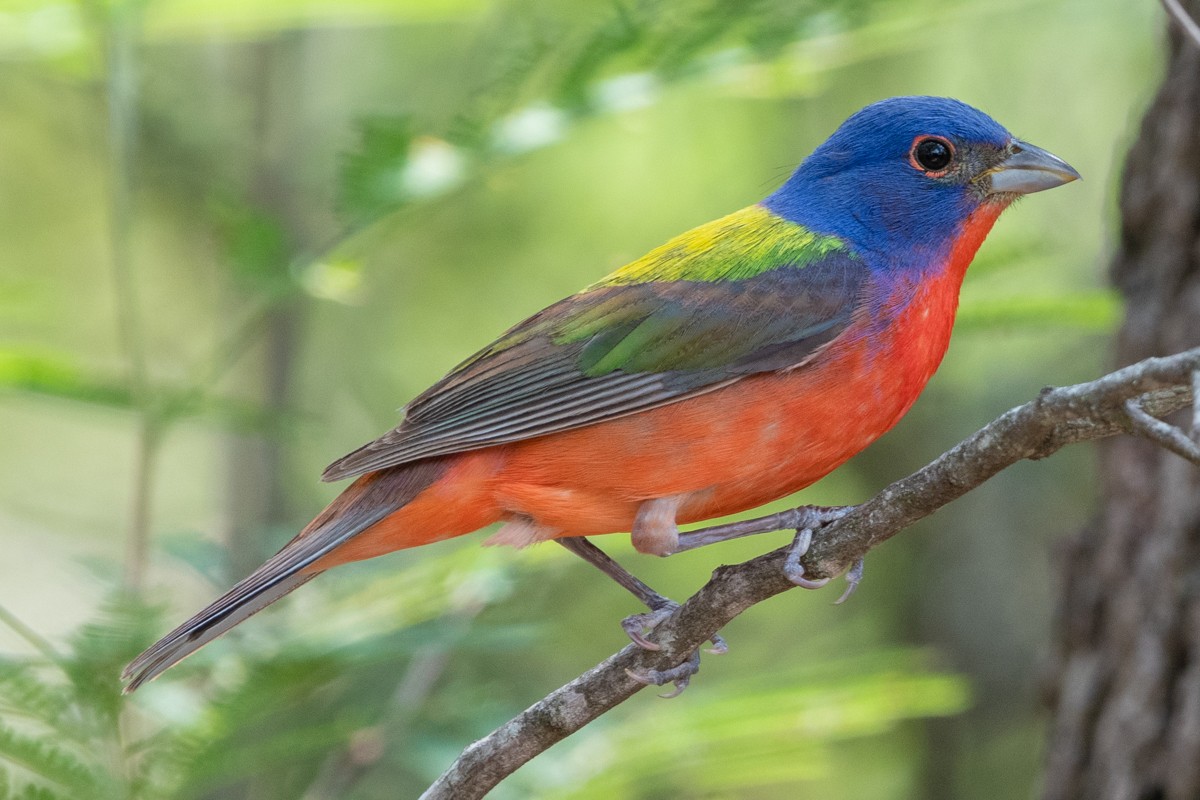 Painted Bunting - ML637809110