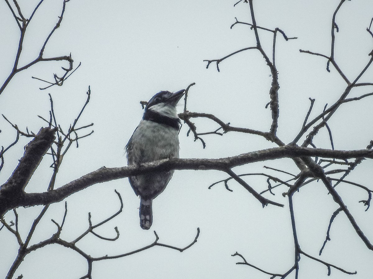 Pied Puffbird - ML637809126