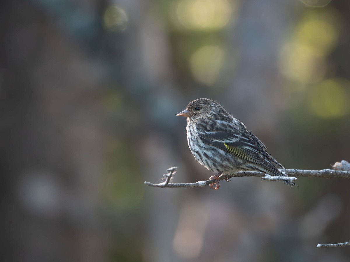 Pine Siskin - ML637809132