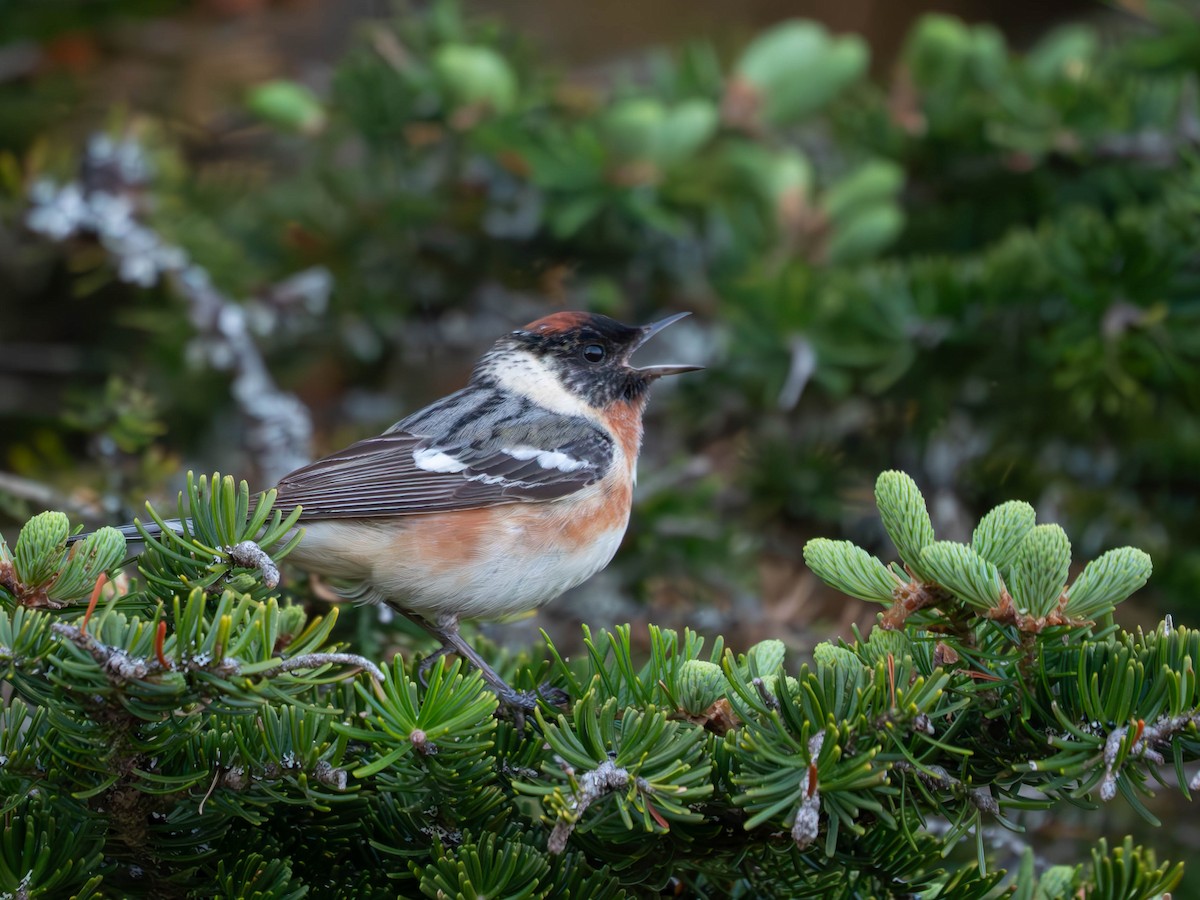 Bay-breasted Warbler - ML637809137