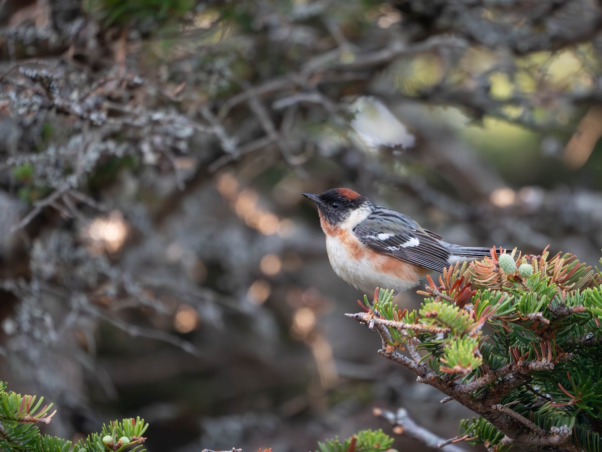 Bay-breasted Warbler - ML637809138