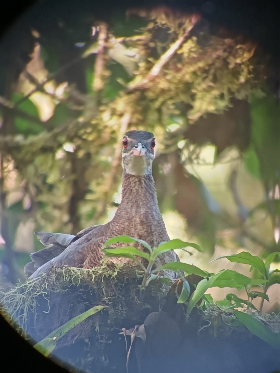 Sunbittern - ML637809180