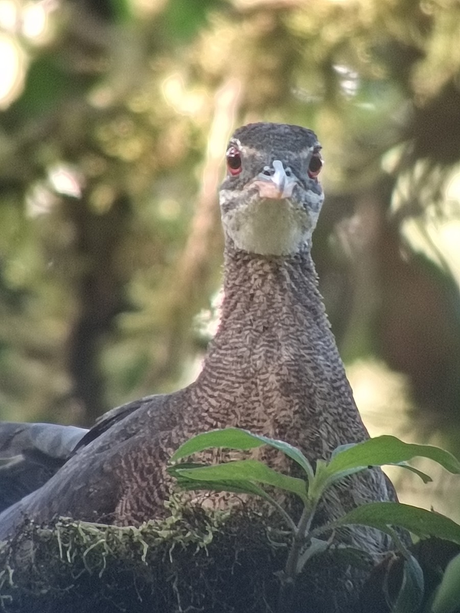 Sunbittern - ML637809181