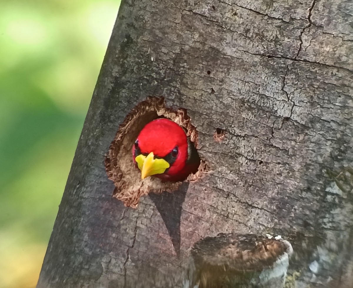 Red-headed Barbet - ML637809194