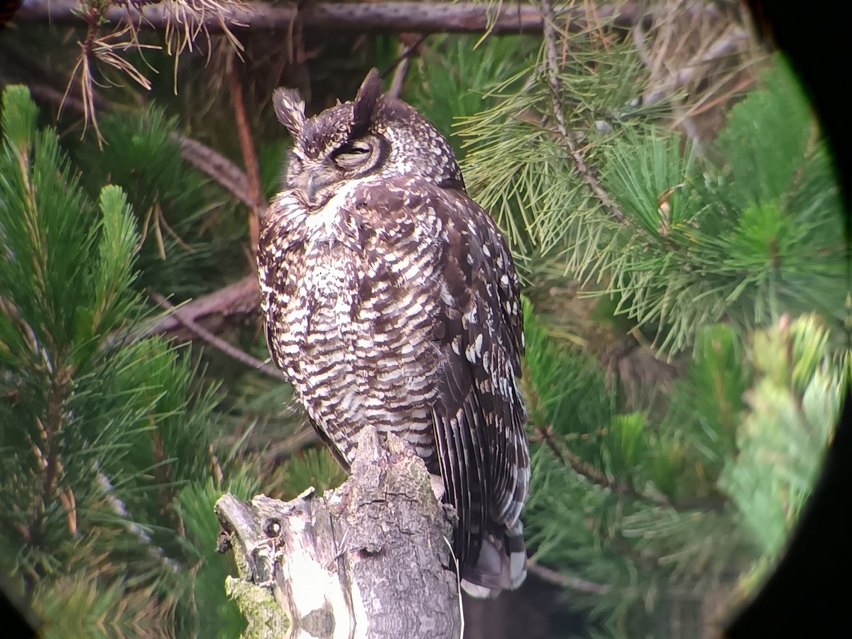 Great Horned Owl - ML637809234