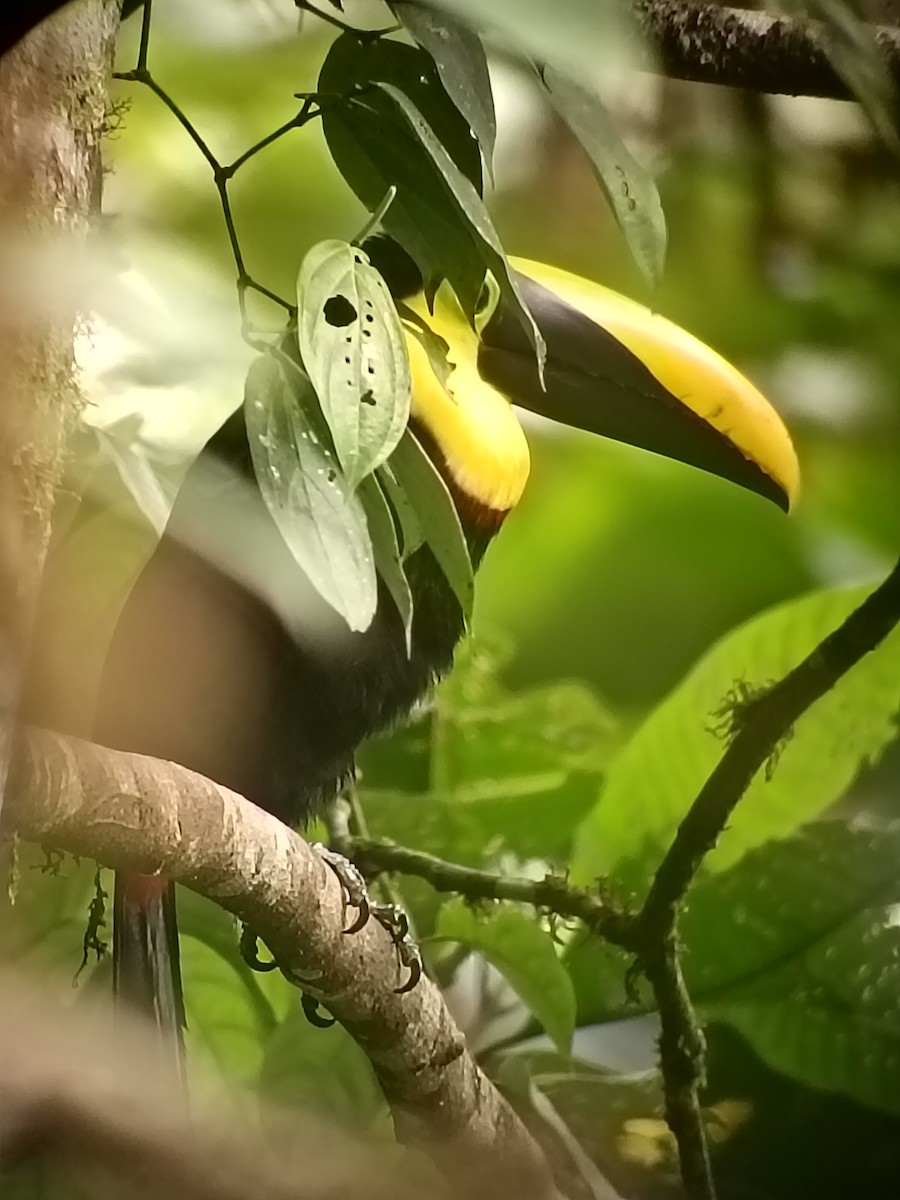 Choco Toucan - ML637809253