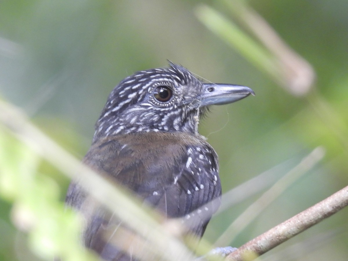 Black-hooded Antshrike - ML637809254