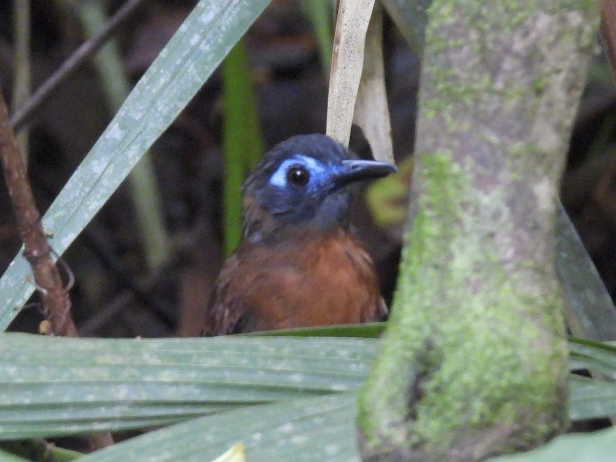 Chestnut-backed Antbird - ML637809281