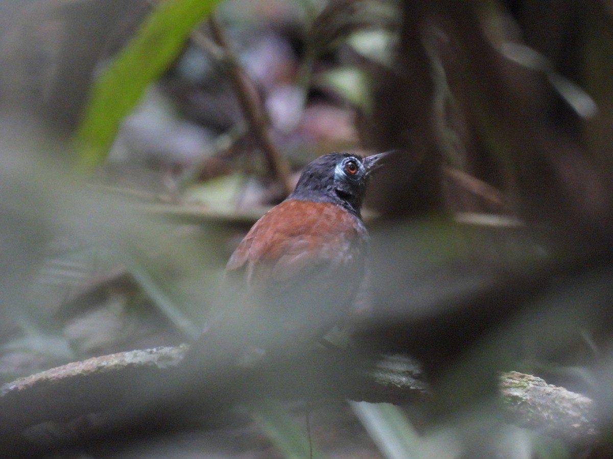 Chestnut-backed Antbird - ML637809282