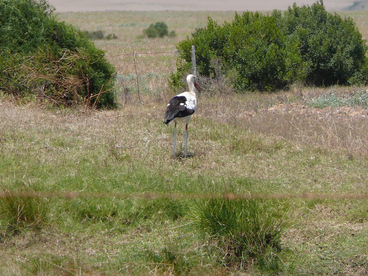 Cigogne blanche - ML637809318