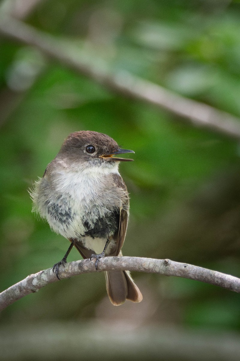 Eastern Phoebe - ML637809416