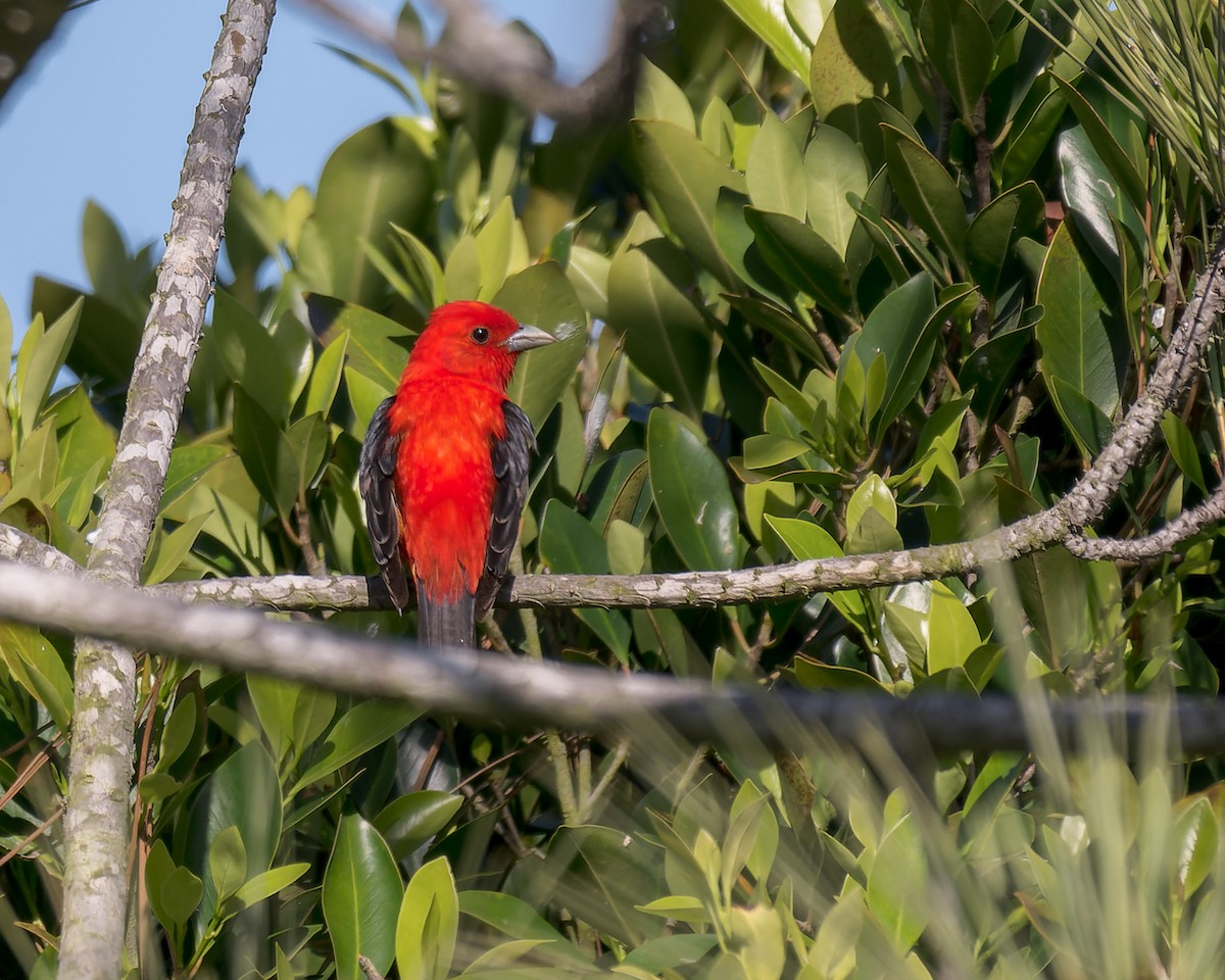 Scarlet Tanager - ML637809527