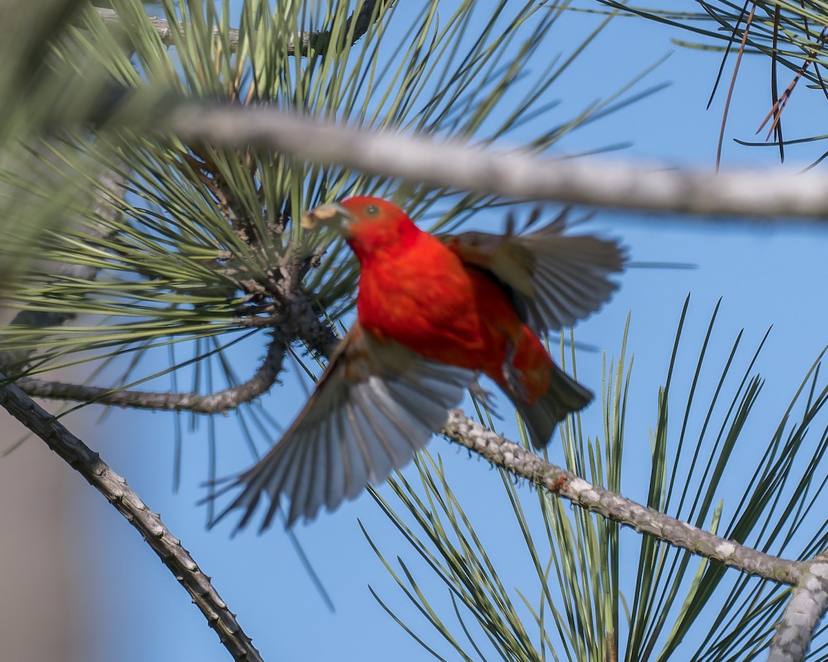 Scarlet Tanager - ML637809528