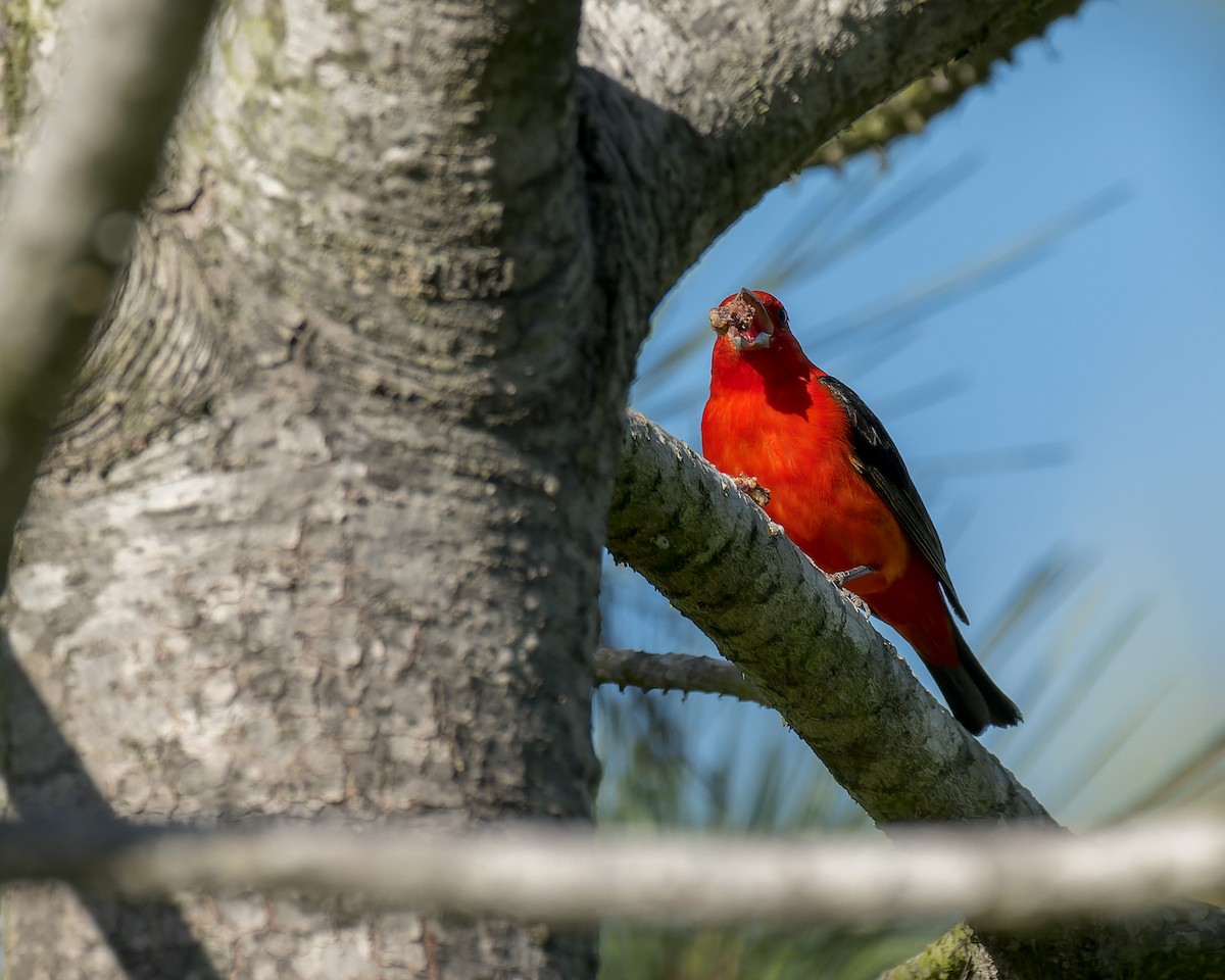 Scarlet Tanager - ML637809529