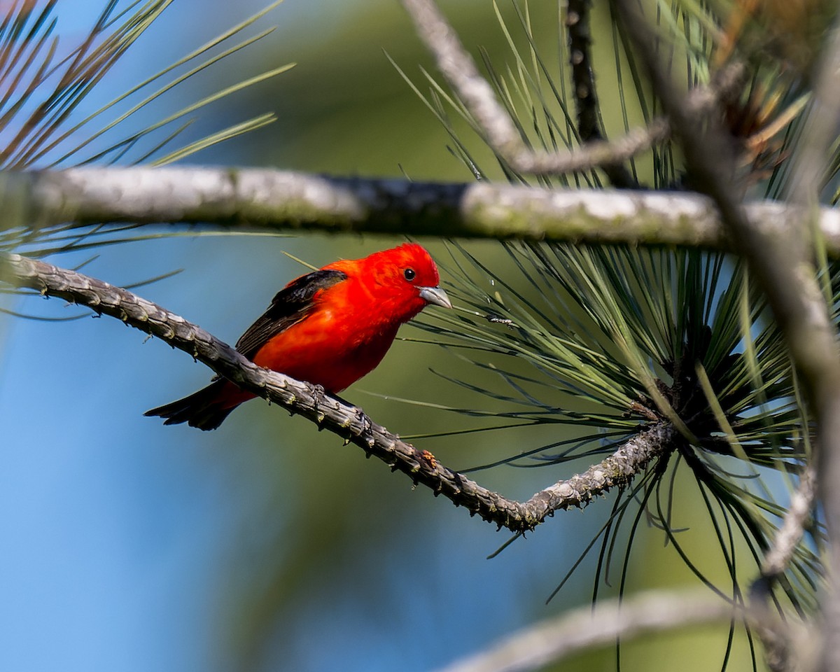 Scarlet Tanager - ML637809530