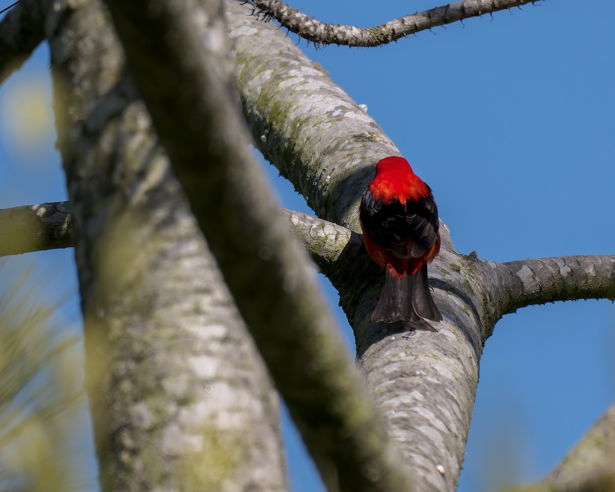 Scarlet Tanager - ML637809531
