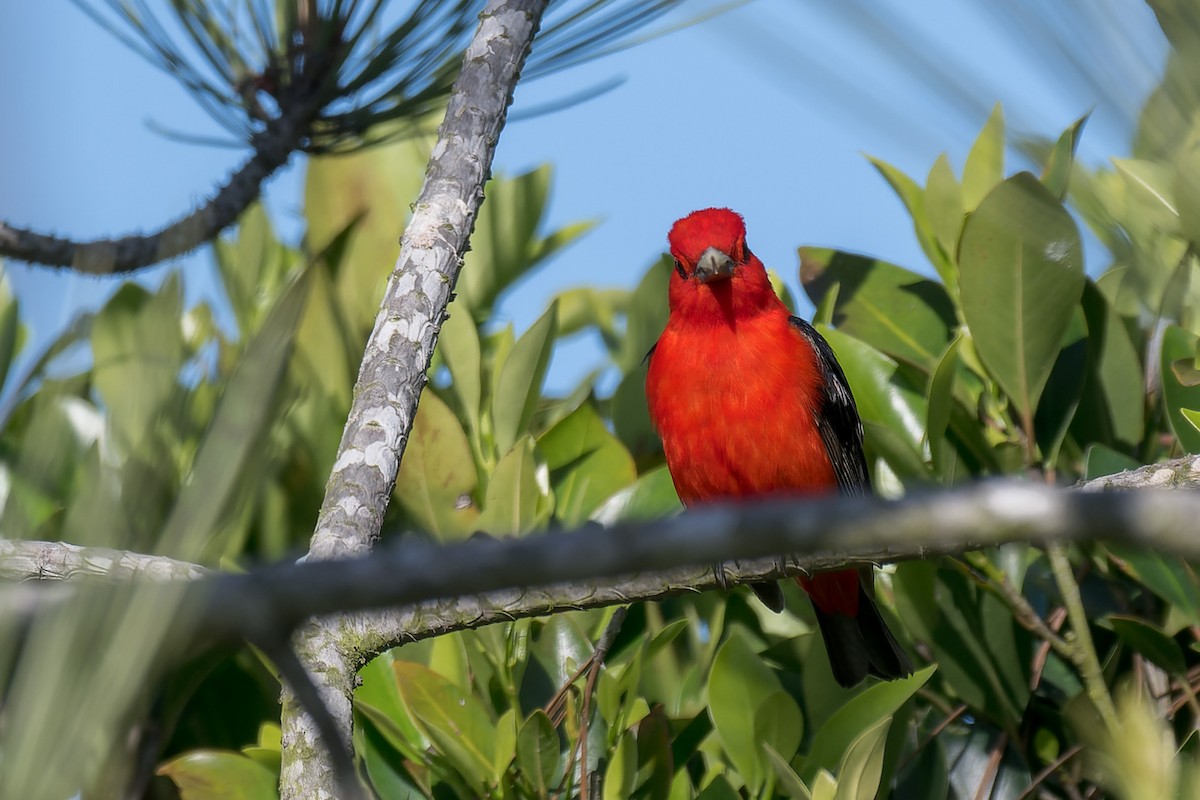 Scarlet Tanager - ML637809532