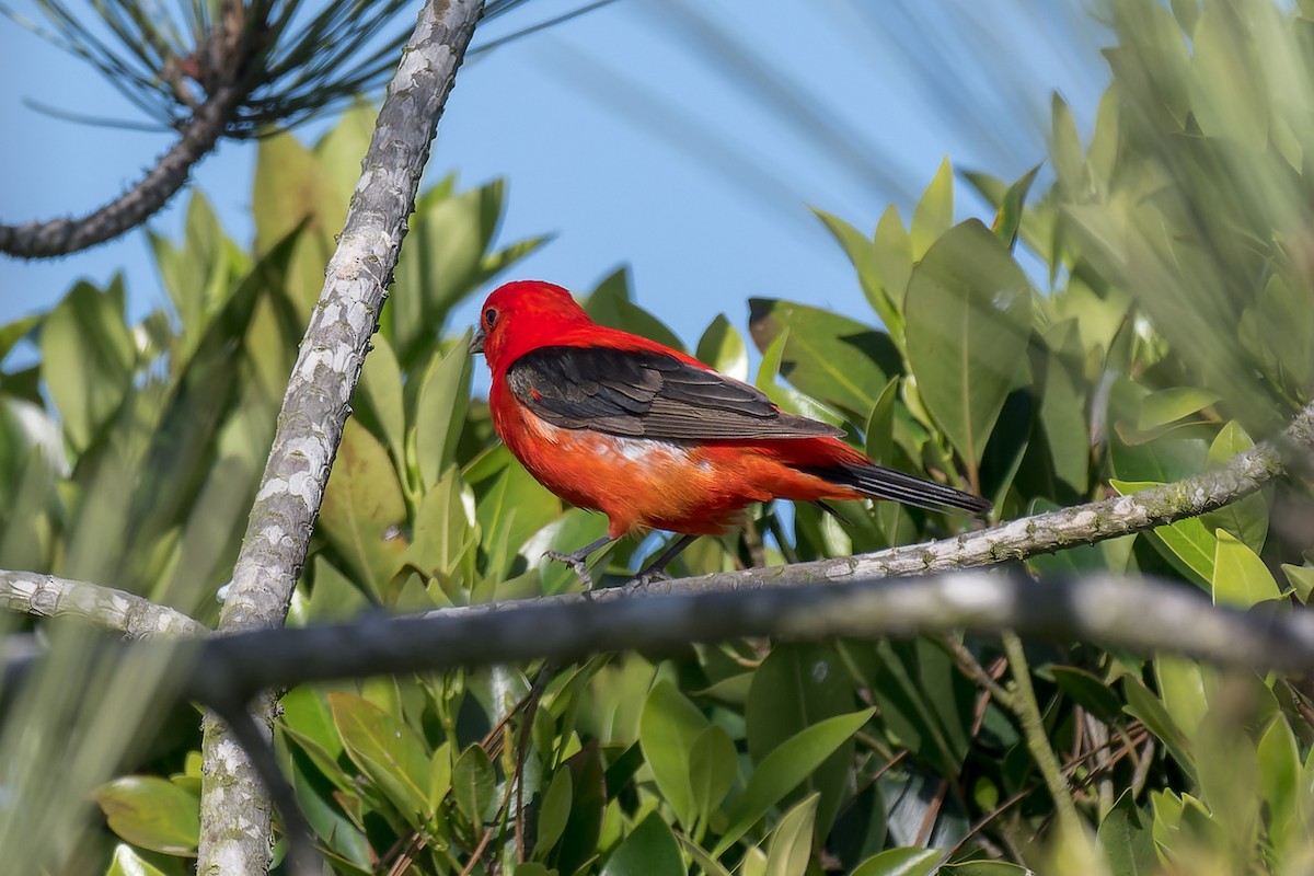 Scarlet Tanager - ML637809534