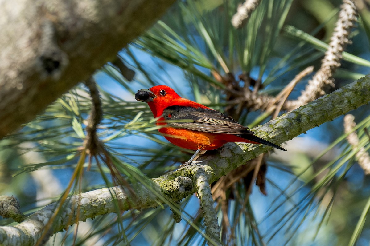 Scarlet Tanager - ML637809535