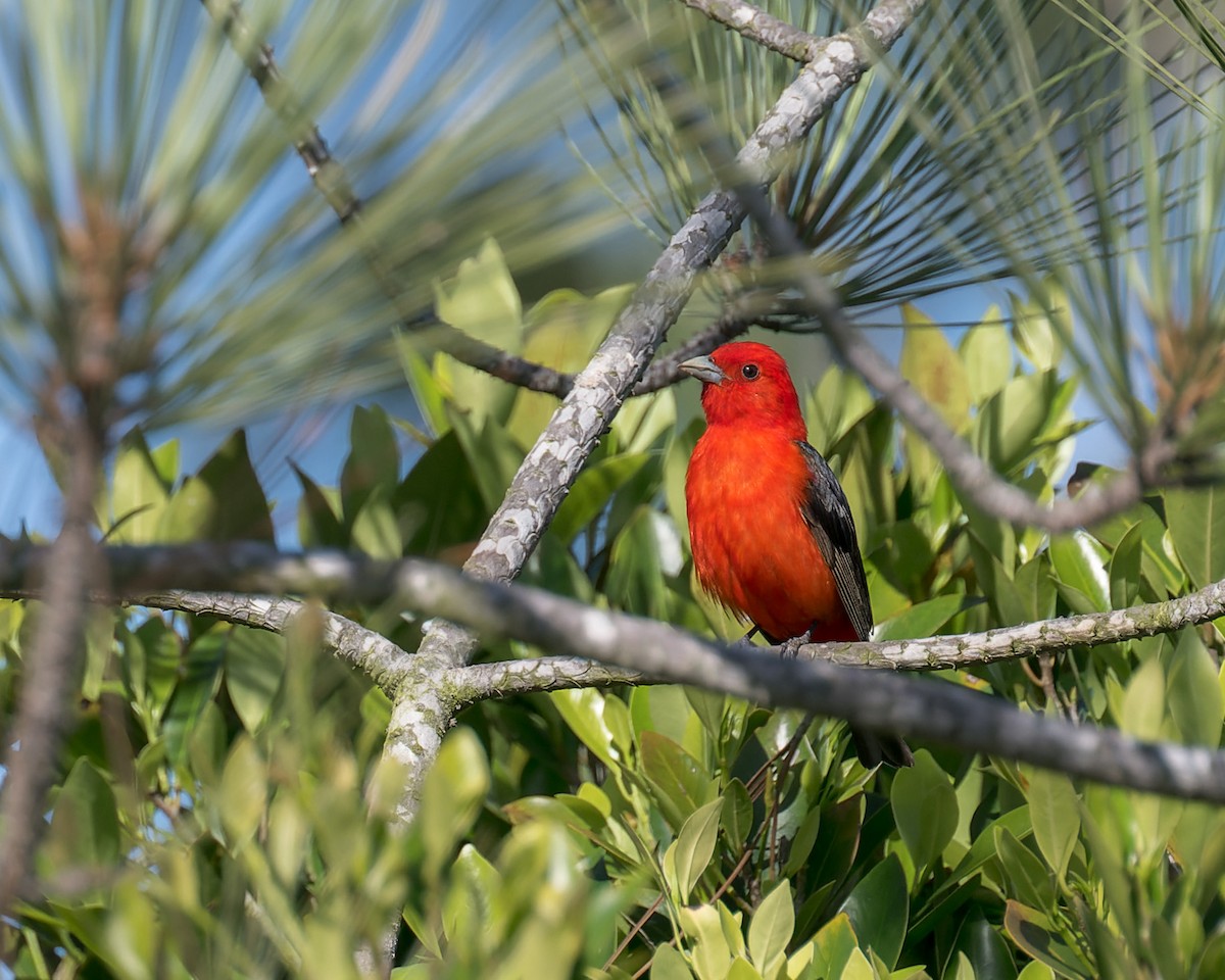 Scarlet Tanager - ML637809536